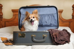 dog-in-suitcase.jpg