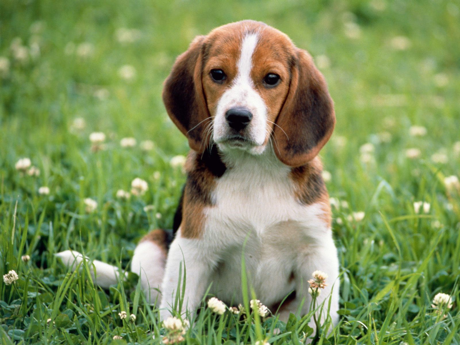 beagle-apple-dog-animal-for-sale.jpg